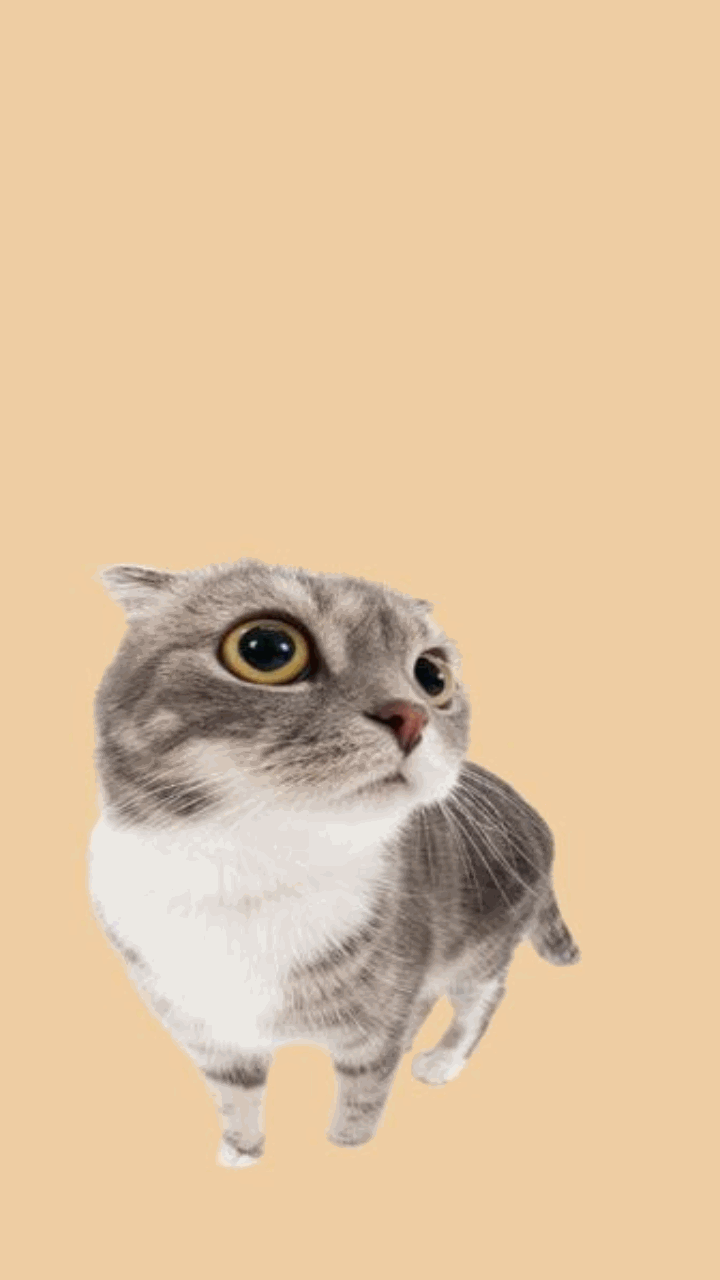 Mèo meme cực đáng yêu cho điện thoại 