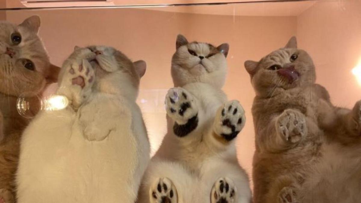 Hình nền mèo meme cho máy tính cute 