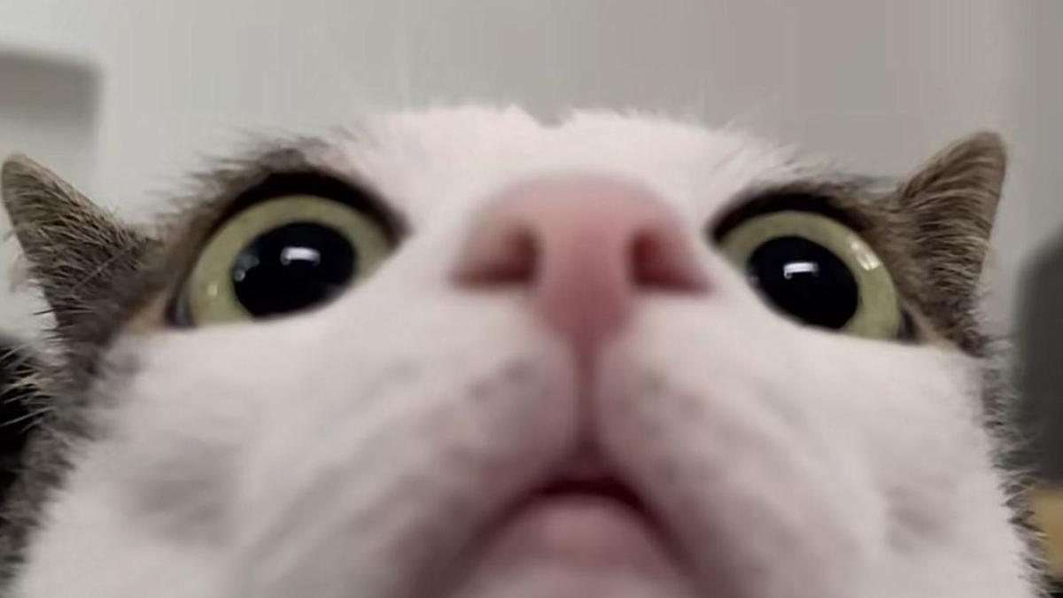Hình nền mèo meme cho máy tính cute 