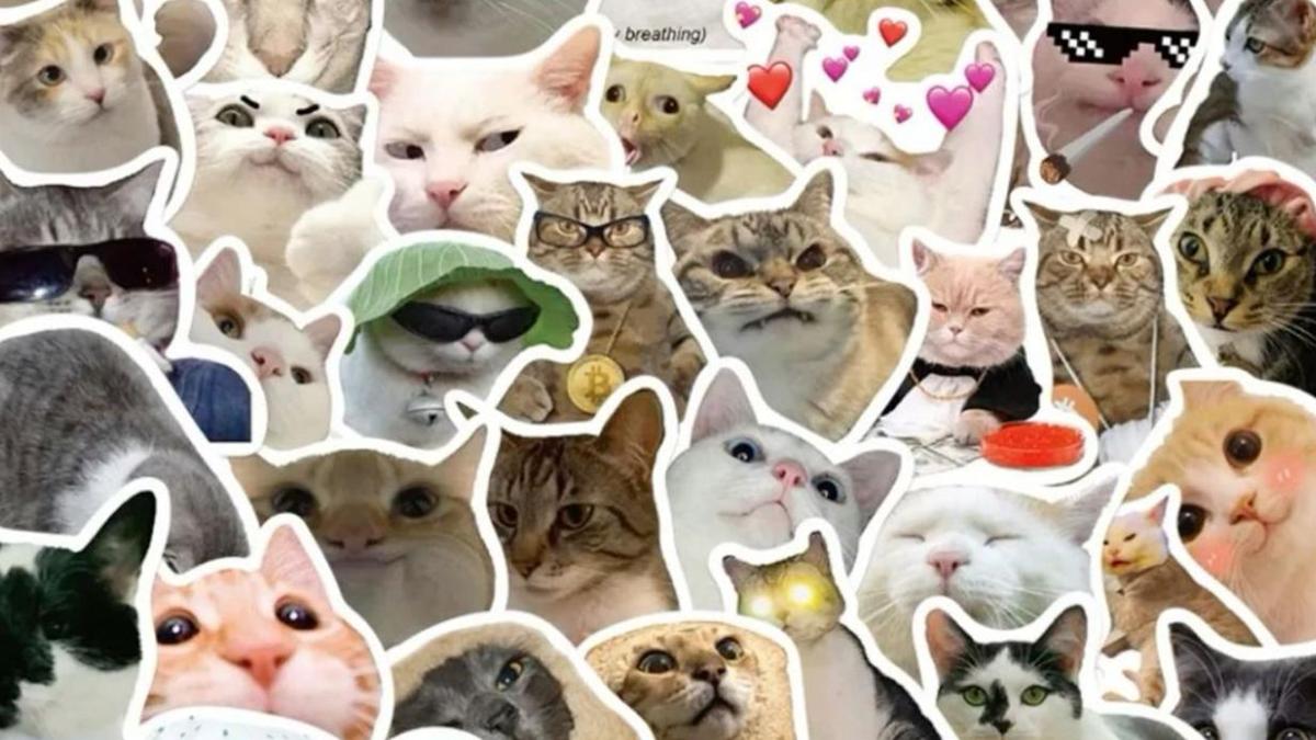Hình nền mèo meme cho máy tính cute 