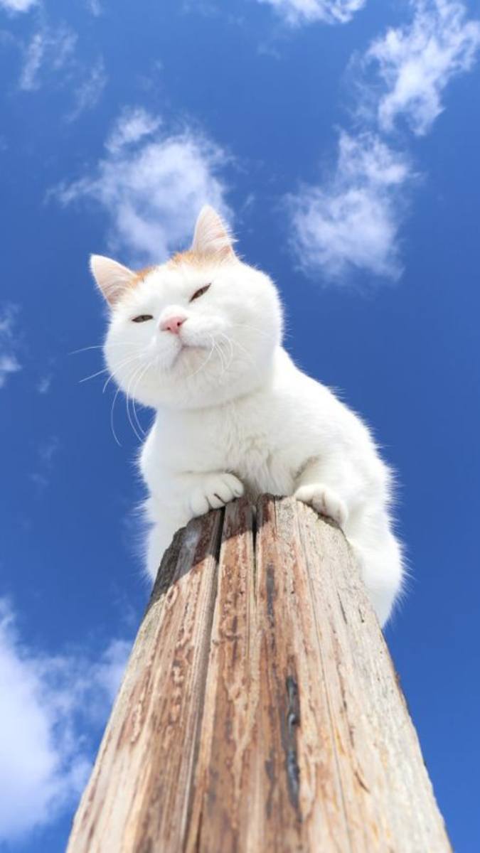 Hình nền mèo chill cho điện thoại cute 