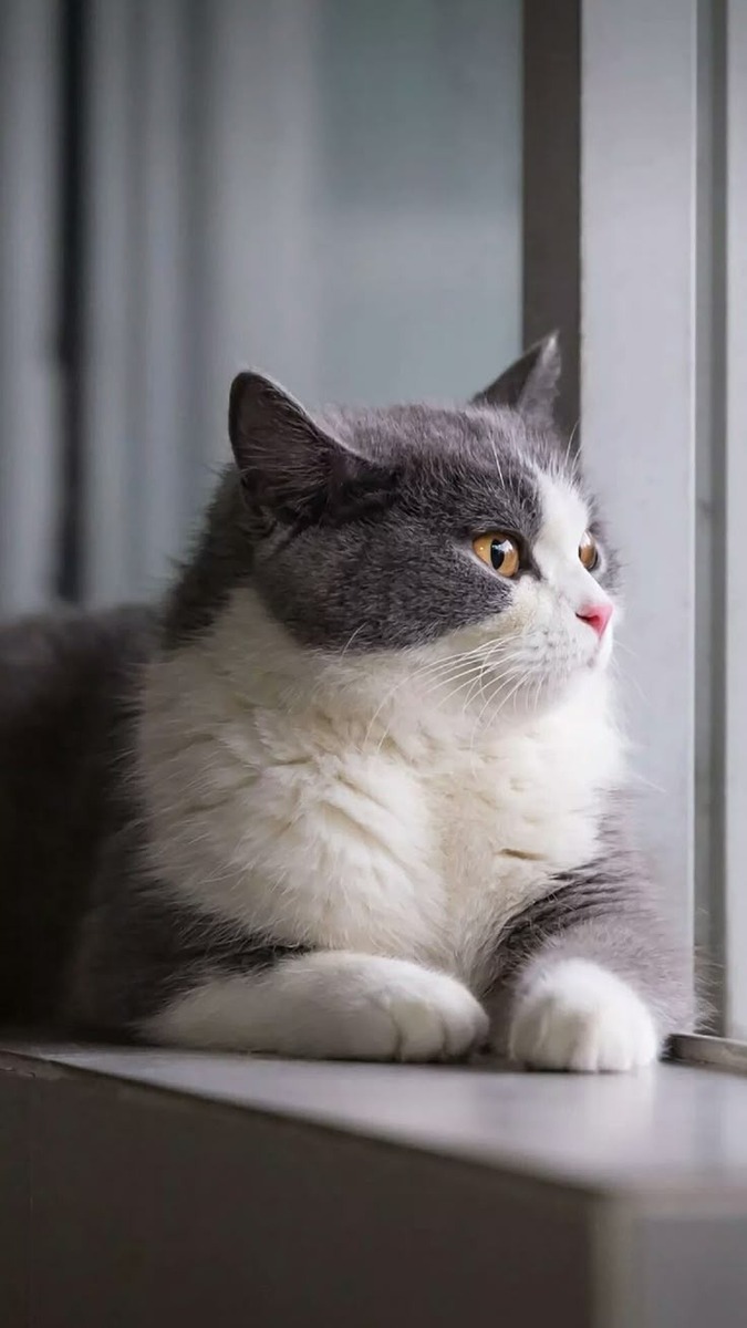 Hình nền mèo chill cho điện thoại cute 