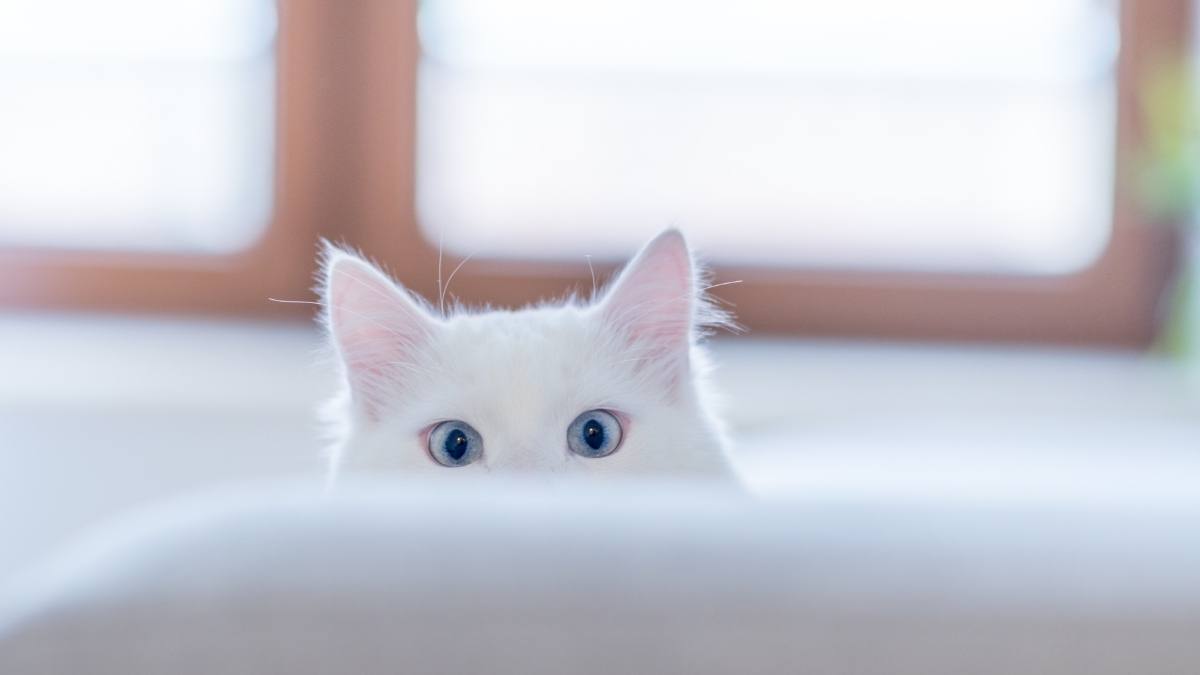 Hình nền mèo chill cho máy tính