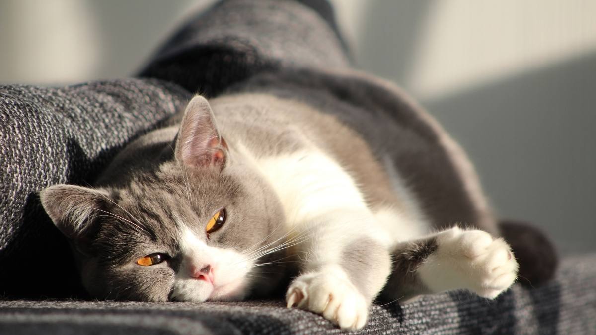 Hình nền mèo cho máy tính cute 