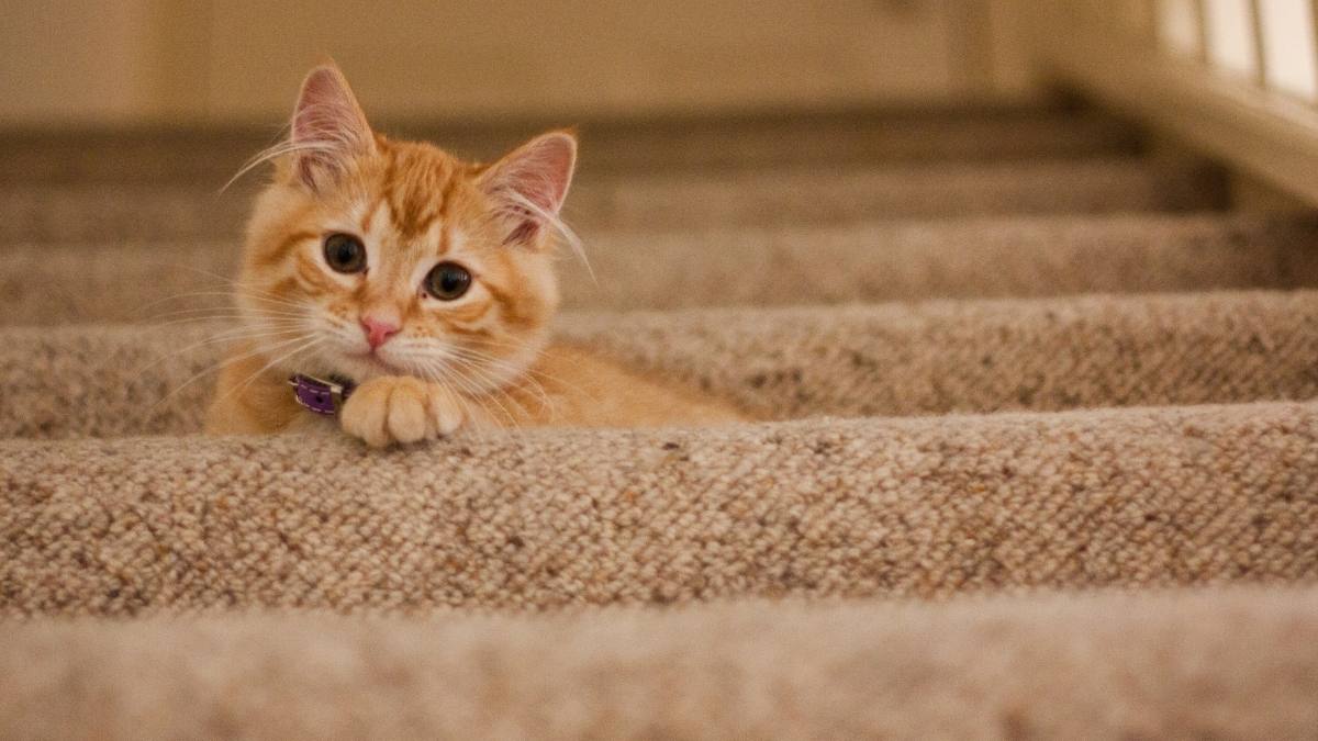 Hình nền mèo cho máy tính cute 