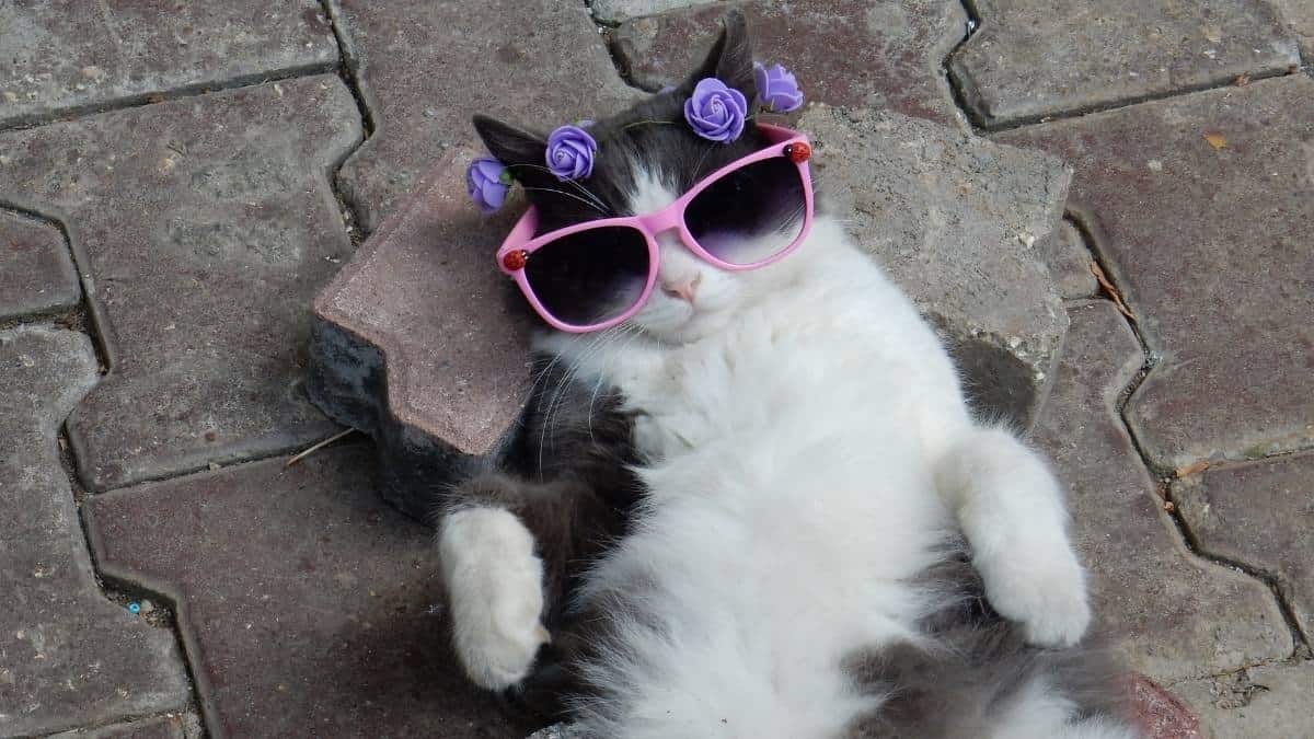 Hình nền mèo cho máy tính cute 