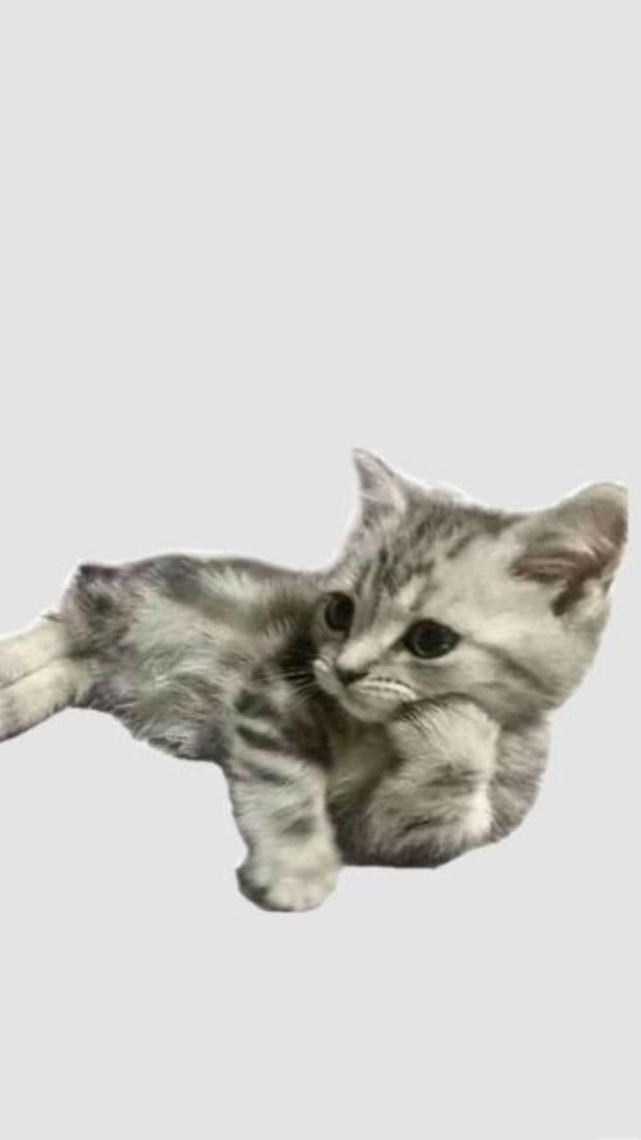 Hình nền mèo ngáo meme đáng yêu hài hước 