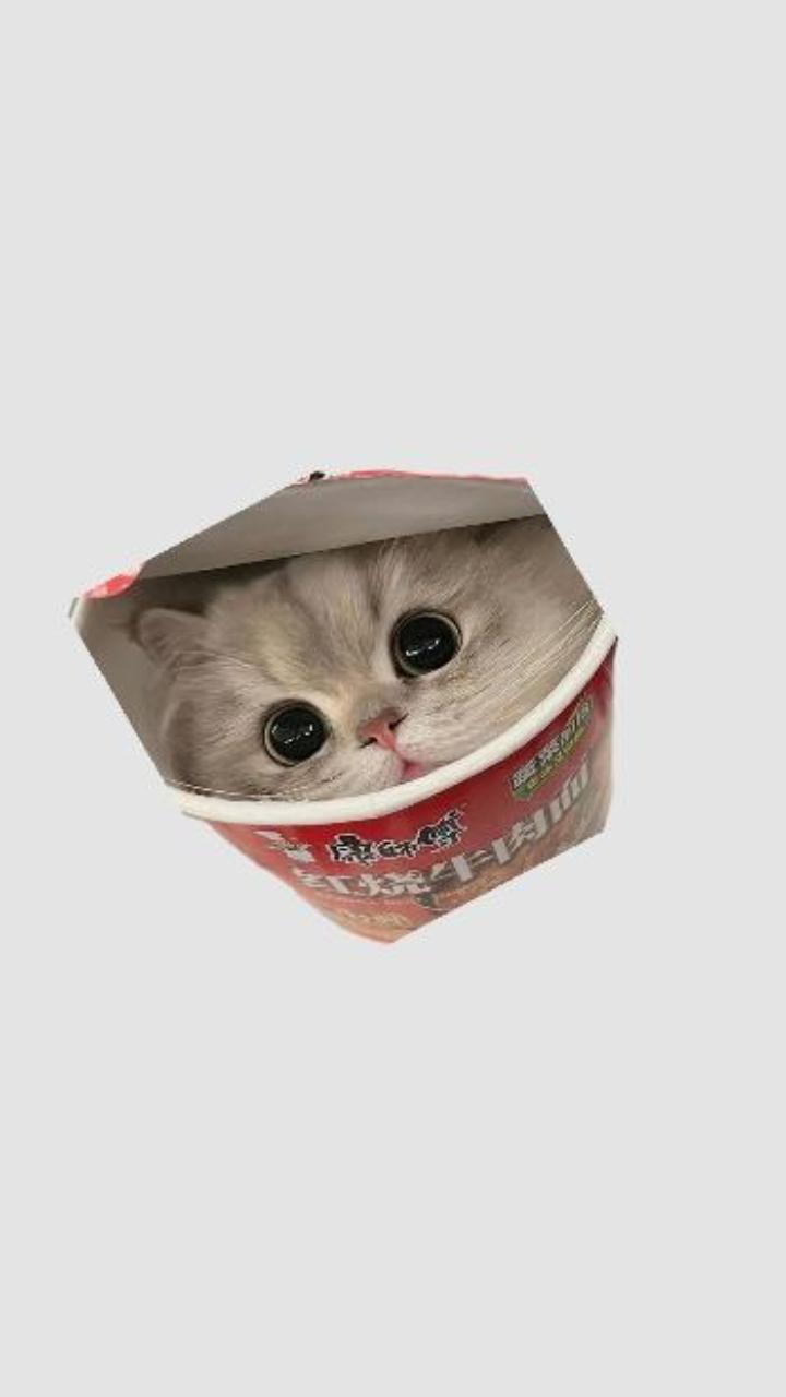Hình nền mèo ngáo meme đáng yêu hài hước 