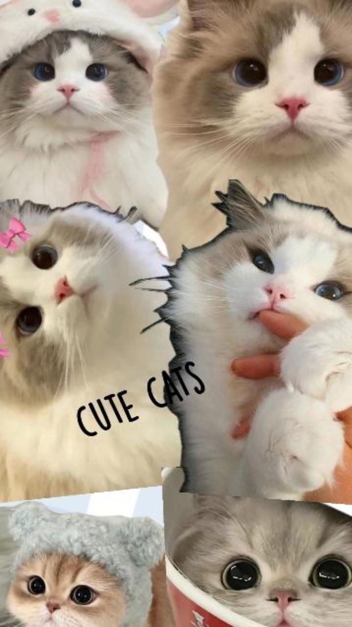 Hình nền mèo ngáo meme đáng yêu hài hước 