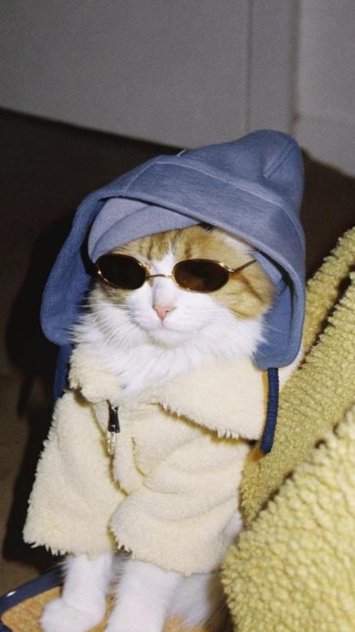 Ảnh hình nền mèo cool ngầu xinh yêu 
