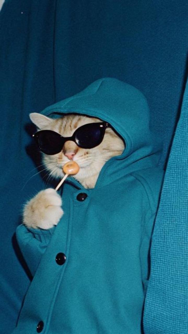 Ảnh hình nền mèo cool ngầu xinh yêu 