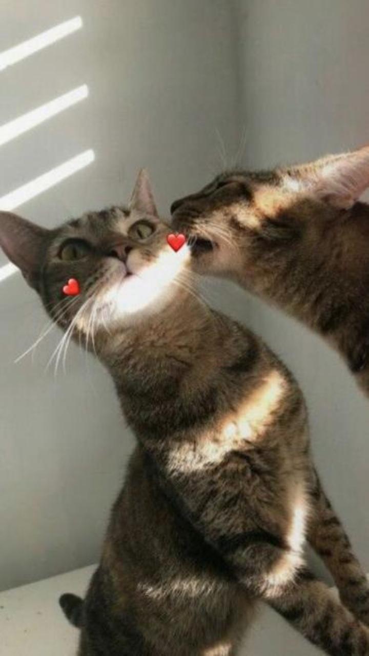 Hình nền mèo trái tim cho điện thoại cute