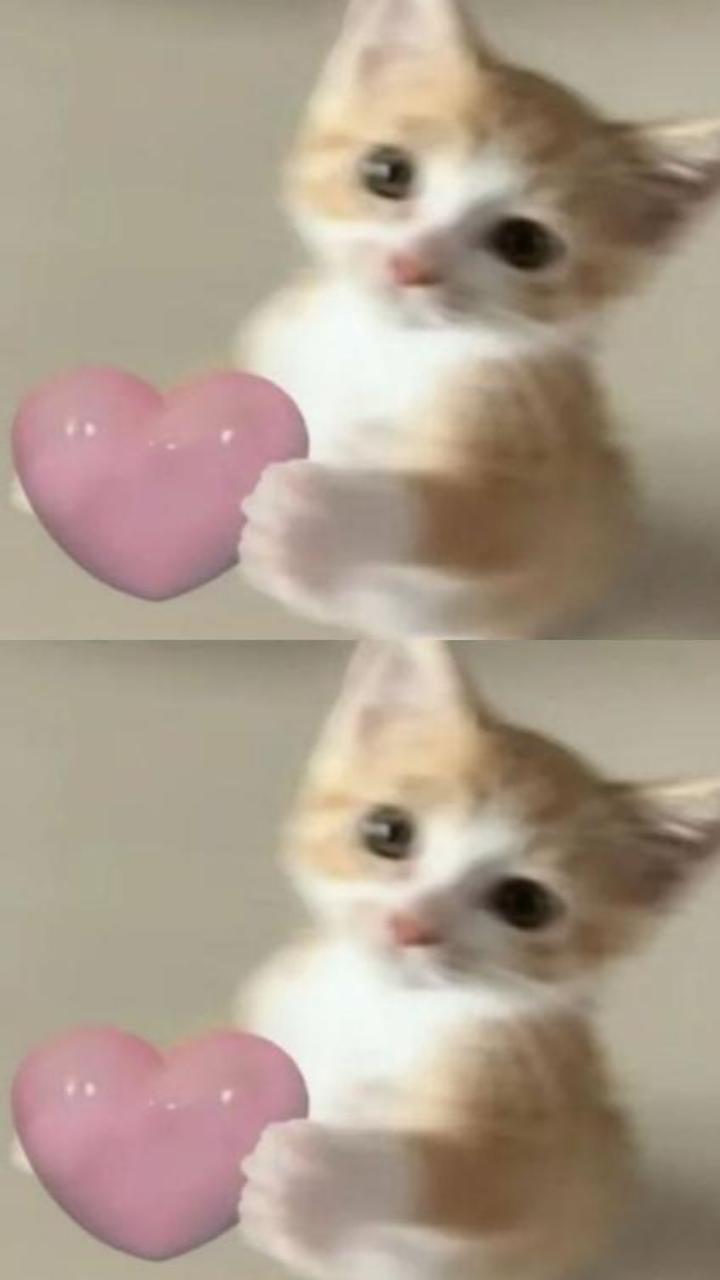 Hình nền mèo trái tim cho điện thoại cute