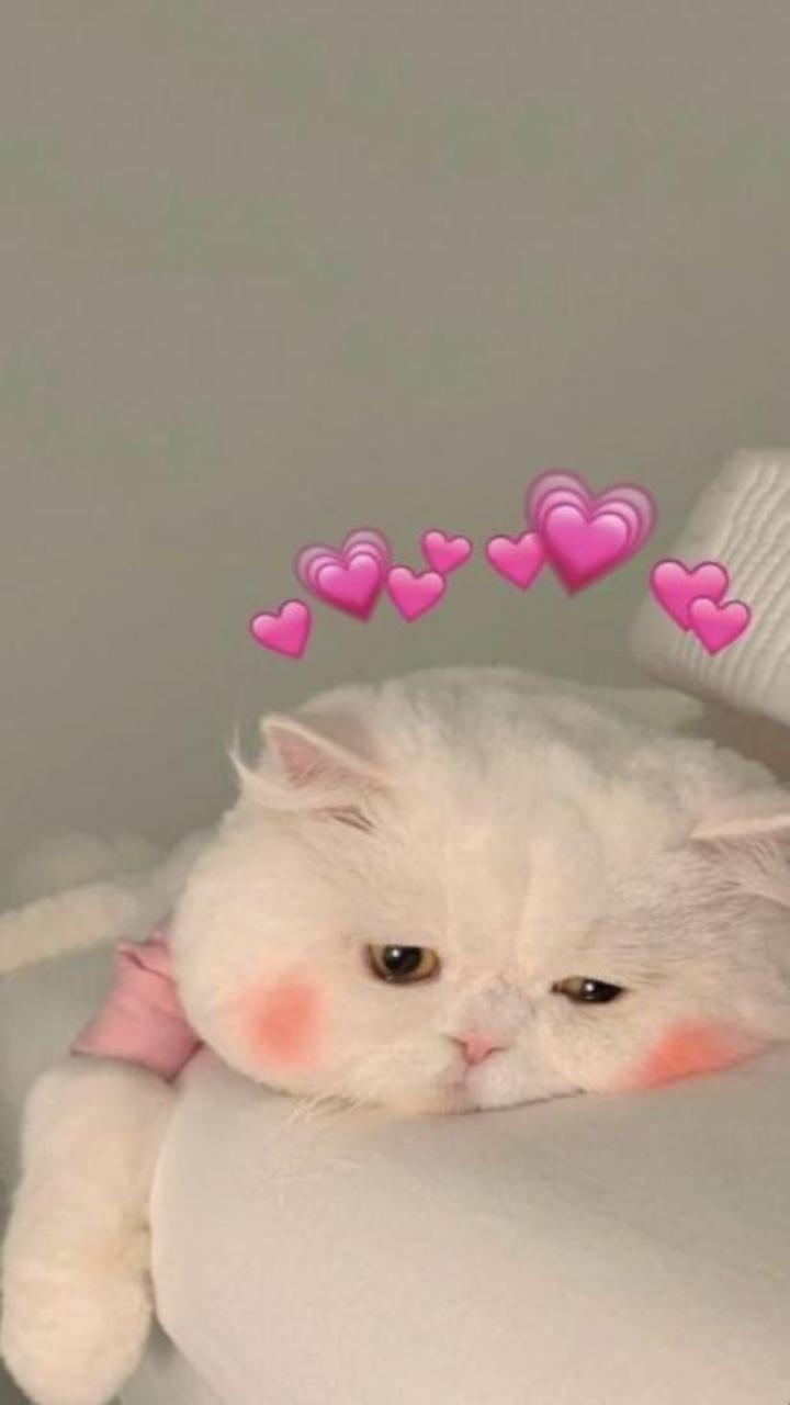 Hình nền mèo trái tim meme cho điện thoại 