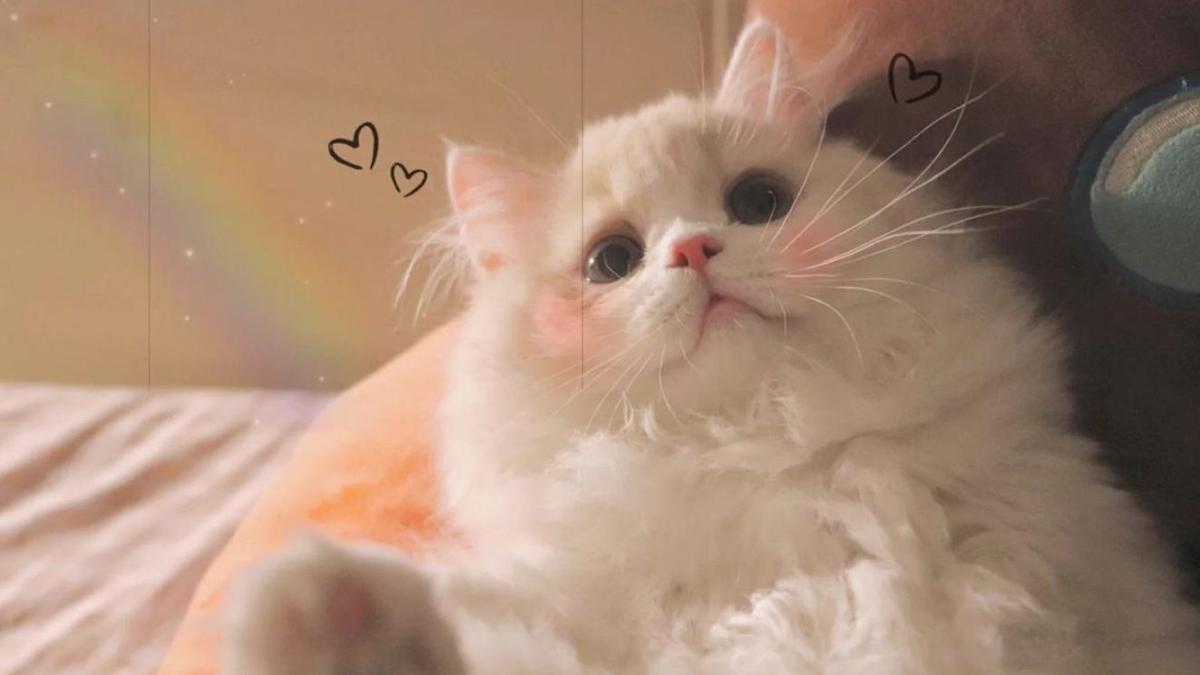Hình nền máy tính mèo trái tim cute xinh