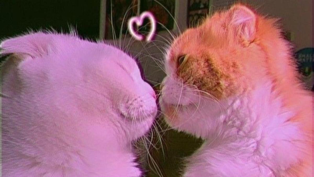 Hình nền máy tính mèo trái tim cute xinh