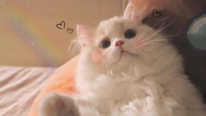Hình nền mèo trái tim cho máy tính cute