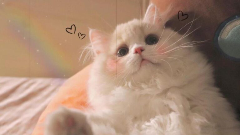 Hình nền mèo trái tim cho máy tính cute