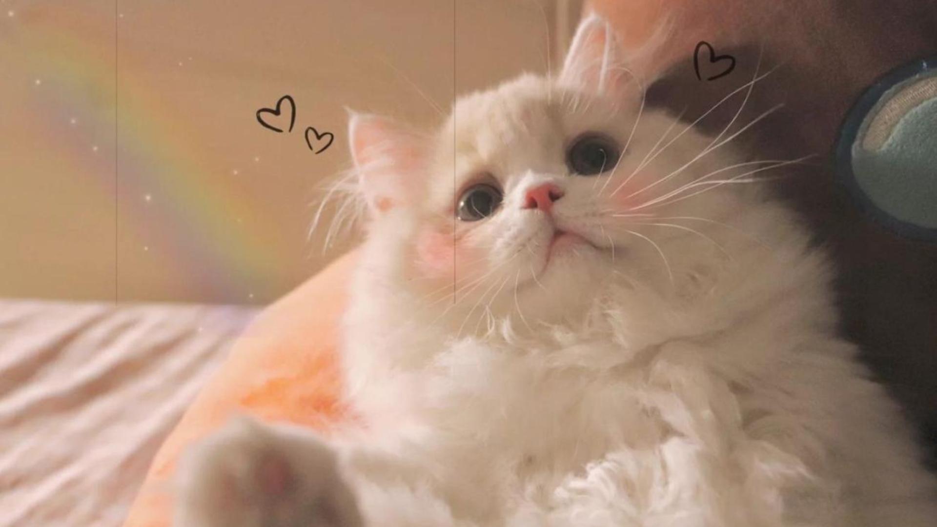 [Hình Nền Mèo Cute] +999 Hình Nền Mèo Cute Miễn Phí, HD, 4K – ĐT, PC