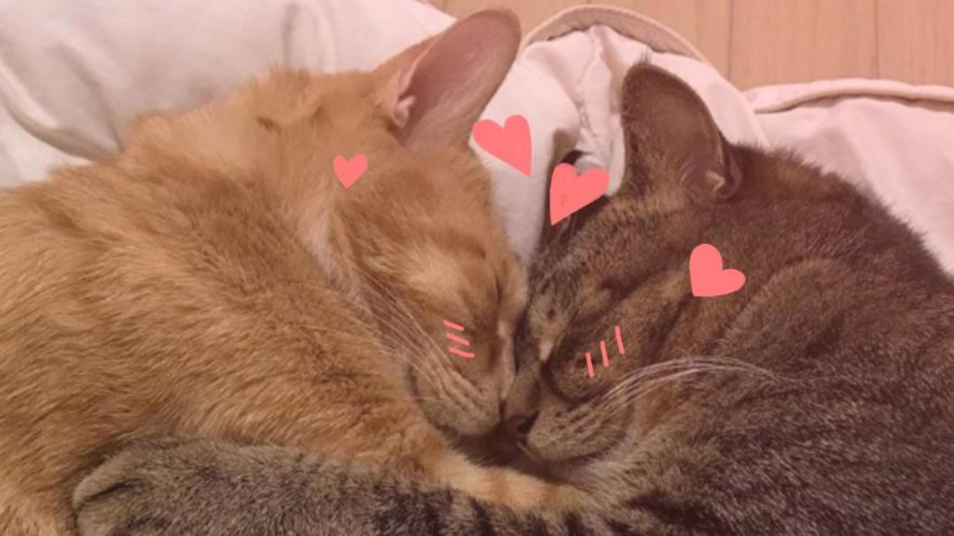 Hình nền mèo trái tim cho máy tính cute