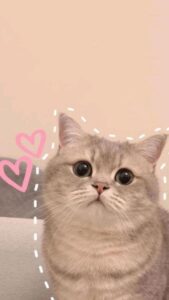 Hình nền mèo trái tim meme cho điện thoại