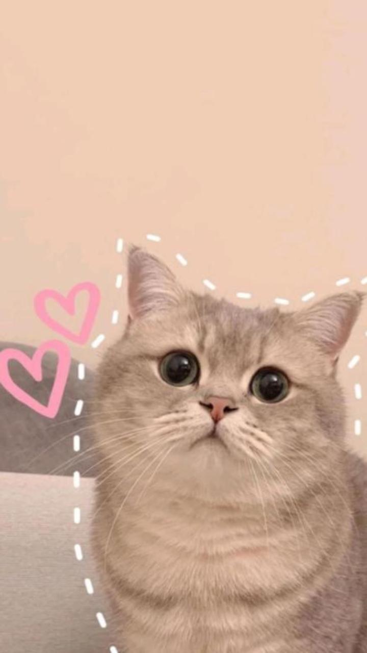 +88 Hình Nền Mèo Trái Tim Meme Đáng Yêu, 2 Con Mèo Trái Tim Cute