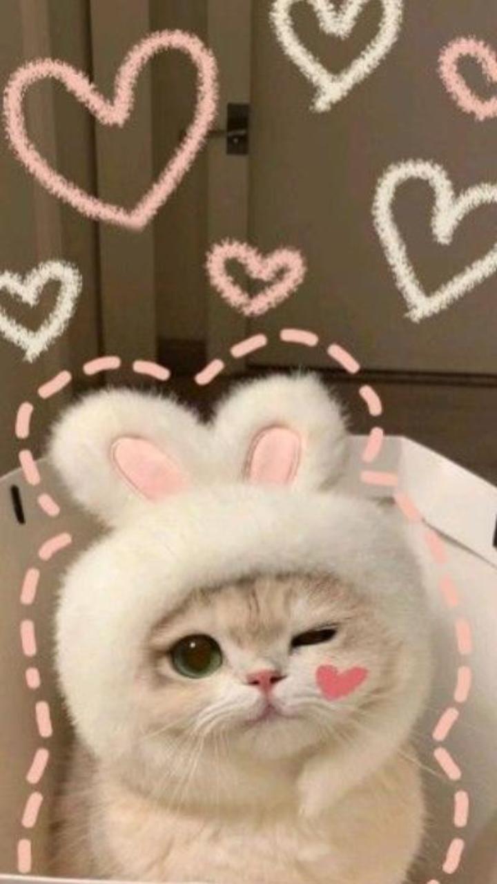 Hình nền mèo trái tim meme cho điện thoại 