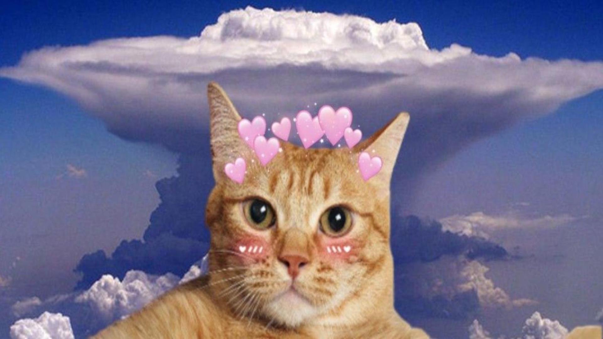 Hình nền máy tính mèo trái tim cute 