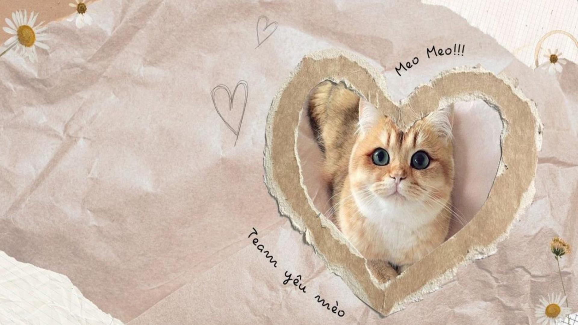 Hình nền máy tính mèo trái tim cute 