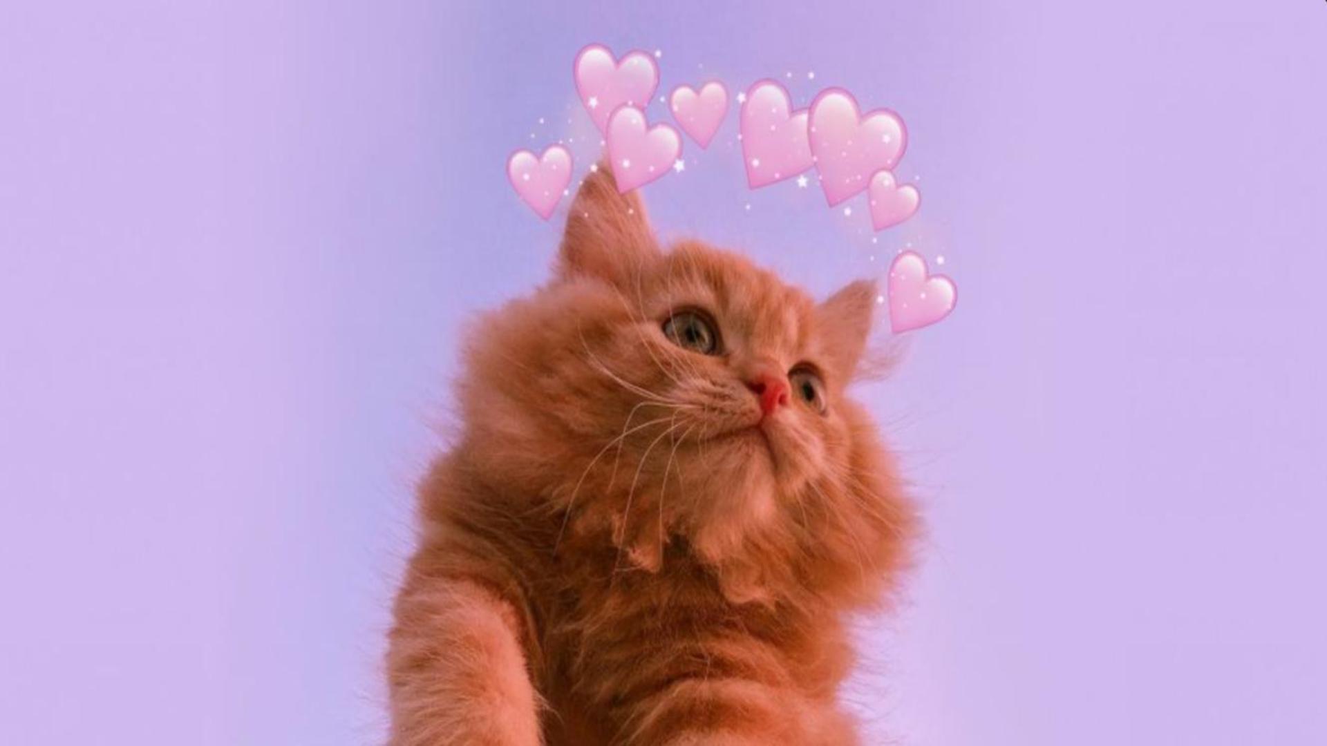 Hình nền máy tính mèo trái tim cute 