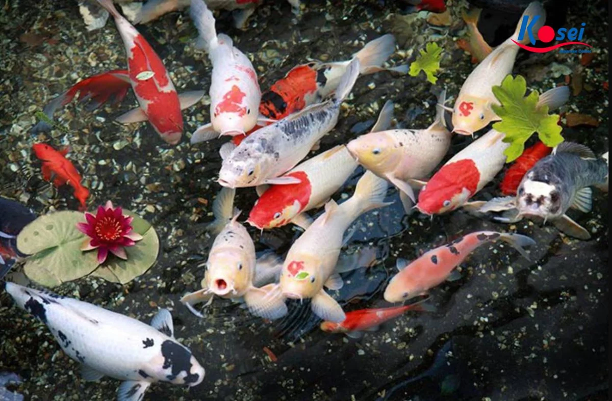 Hình nền cá Koi phong thủy – mang lại may mắn