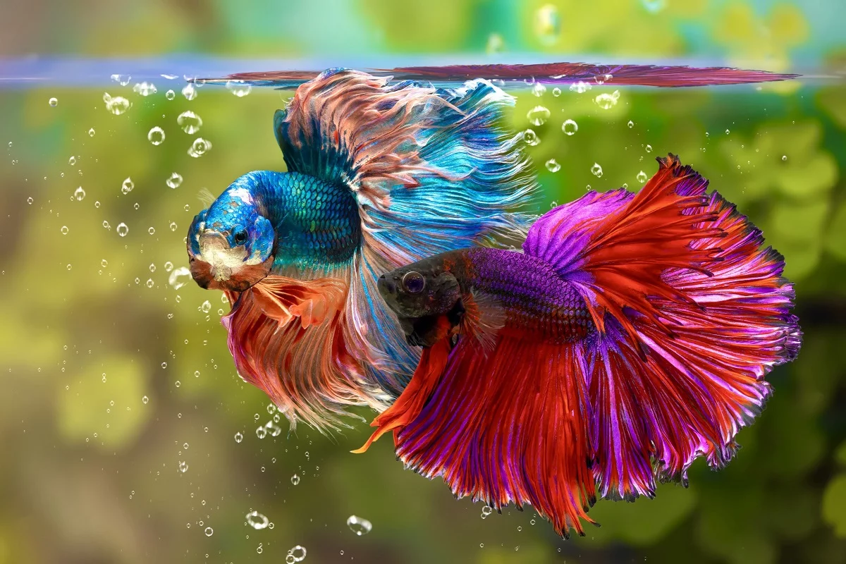 Bộ ảnh nền cá chọi Full HD, 4K – Hình ảnh cá Betta đẹp & sắc nét
