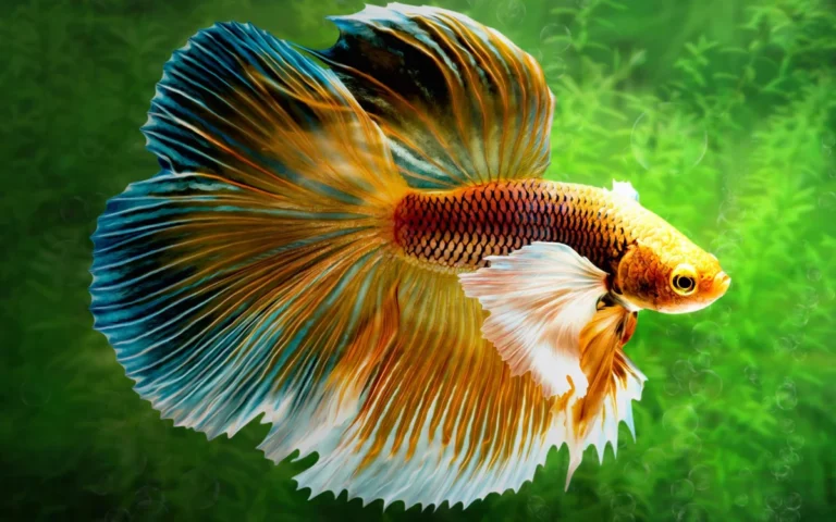 Bộ sưu tập 70+ hình nền cá Betta đẹp, 3D, 4K cho điện thoại & PC
