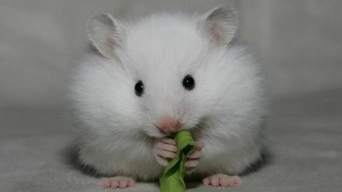Hình nền chuột hamster cho máy tính cute