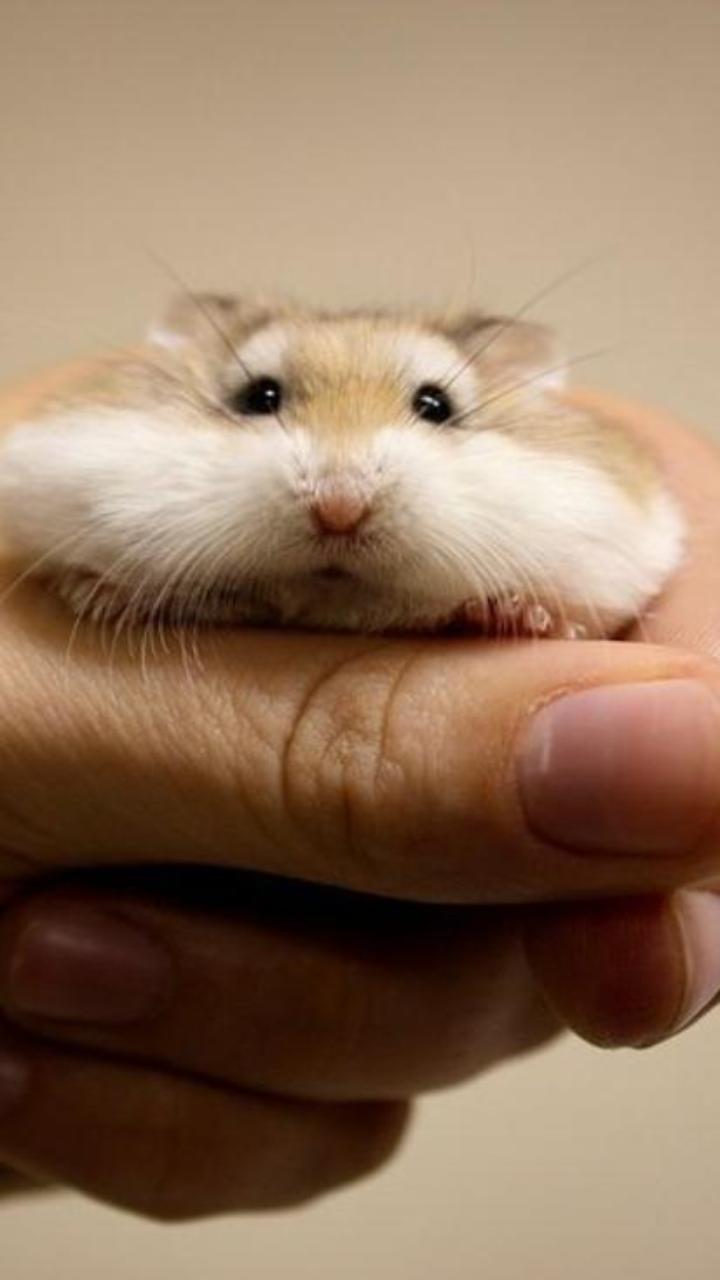 Hình nền con chuột hamster chân thực cho điện thoại đẹp