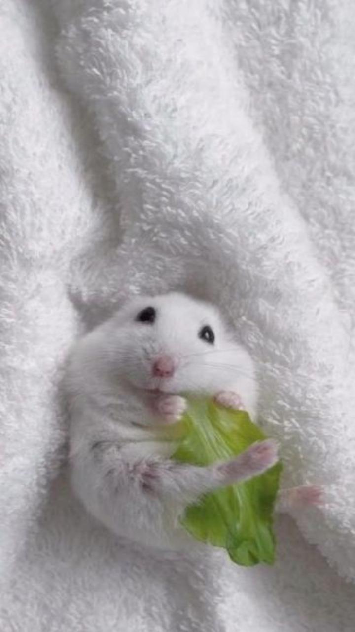 Hình nền con chuột hamster chân thực cho điện thoại đẹp