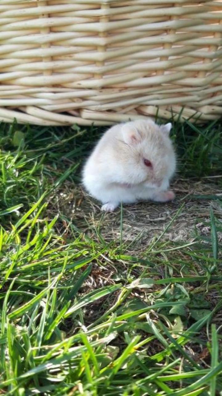 Hình nền con chuột hamster chân thực cho điện thoại đẹp