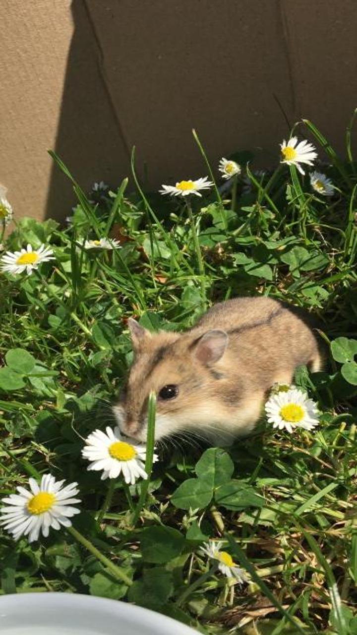 Hình nền con chuột hamster chân thực cho điện thoại đẹp