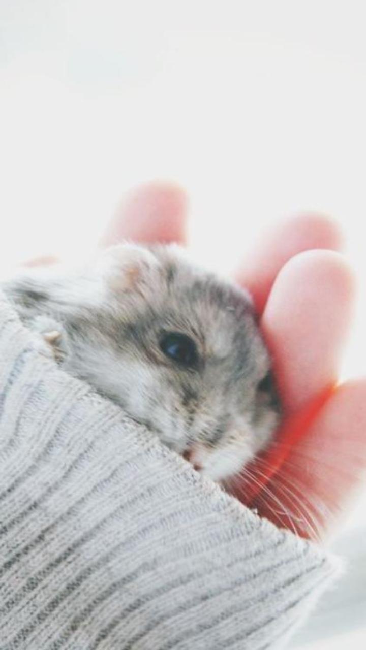 Hình nền con chuột hamster chân thực cho điện thoại đẹp