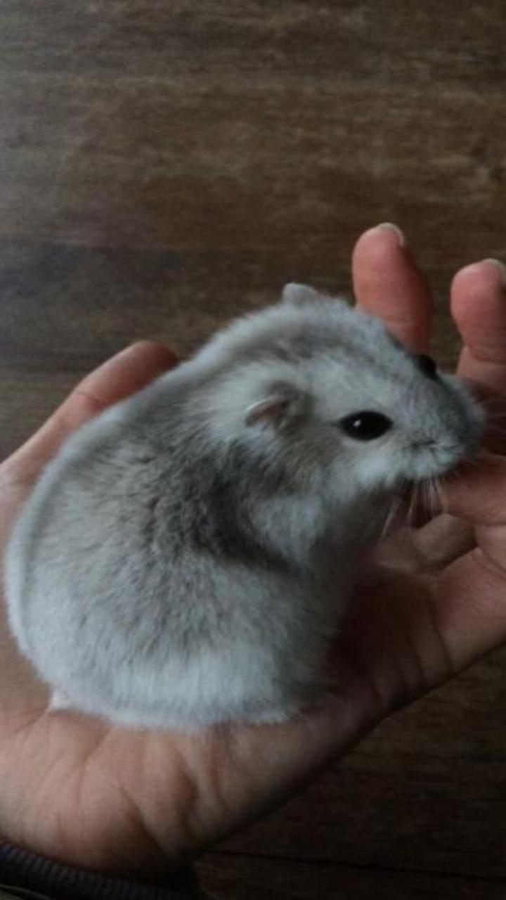 Hình nền con chuột hamster chân thực cho điện thoại đẹp