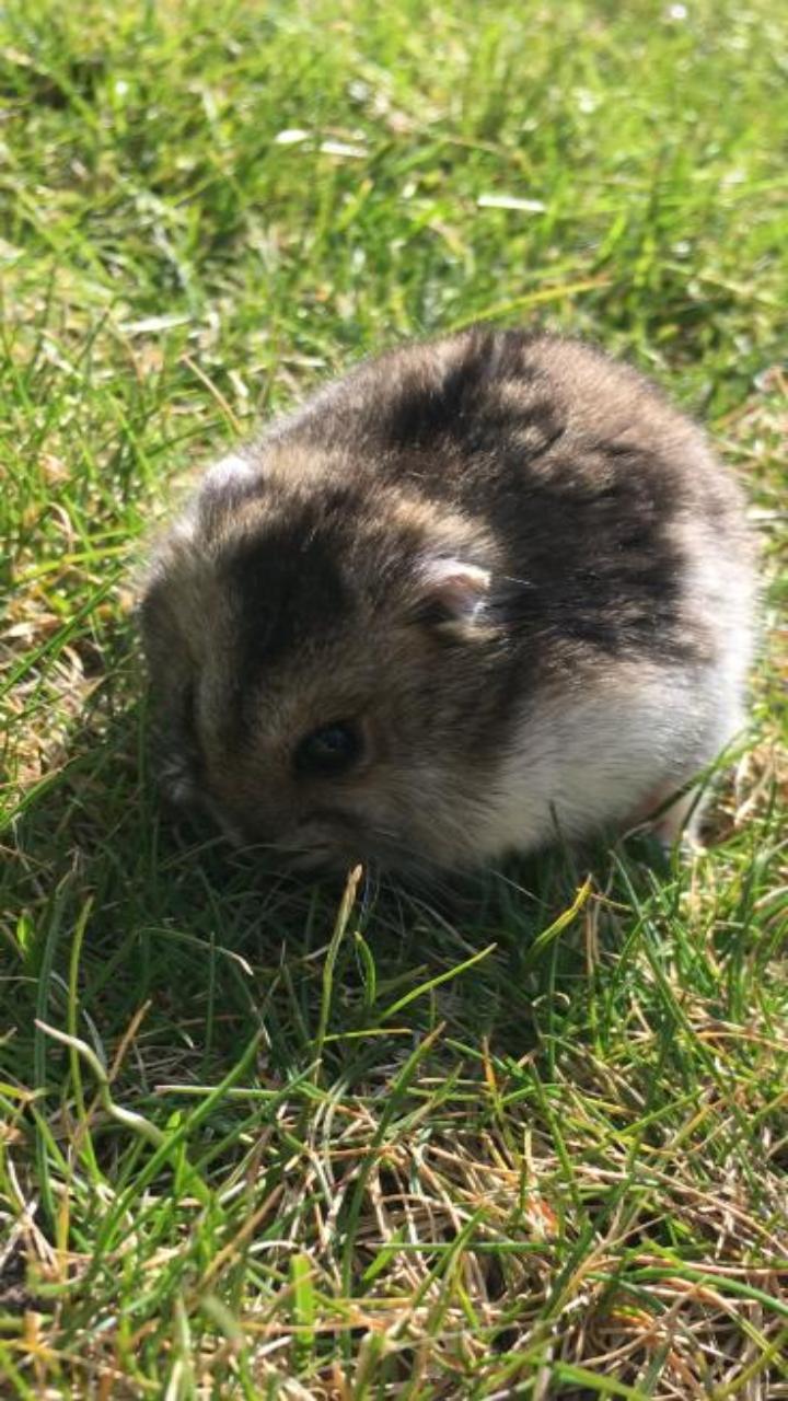 Hình nền con chuột hamster chân thực cho điện thoại đẹp