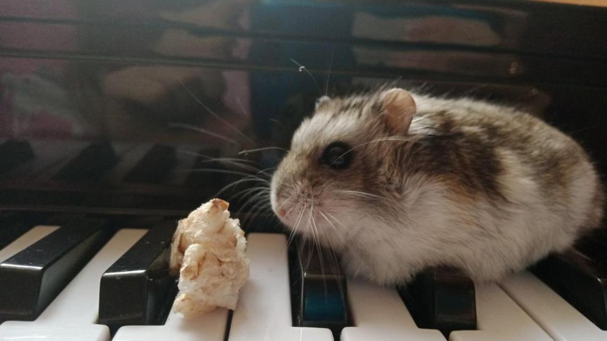 Hình nền chuột hamster cho máy tính cute