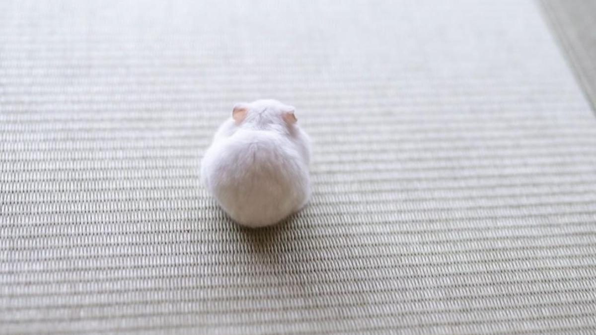 Hình nền chuột hamster cho máy tính cute