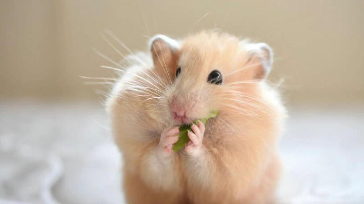 Hình nền chuột hamster cho máy tính cute