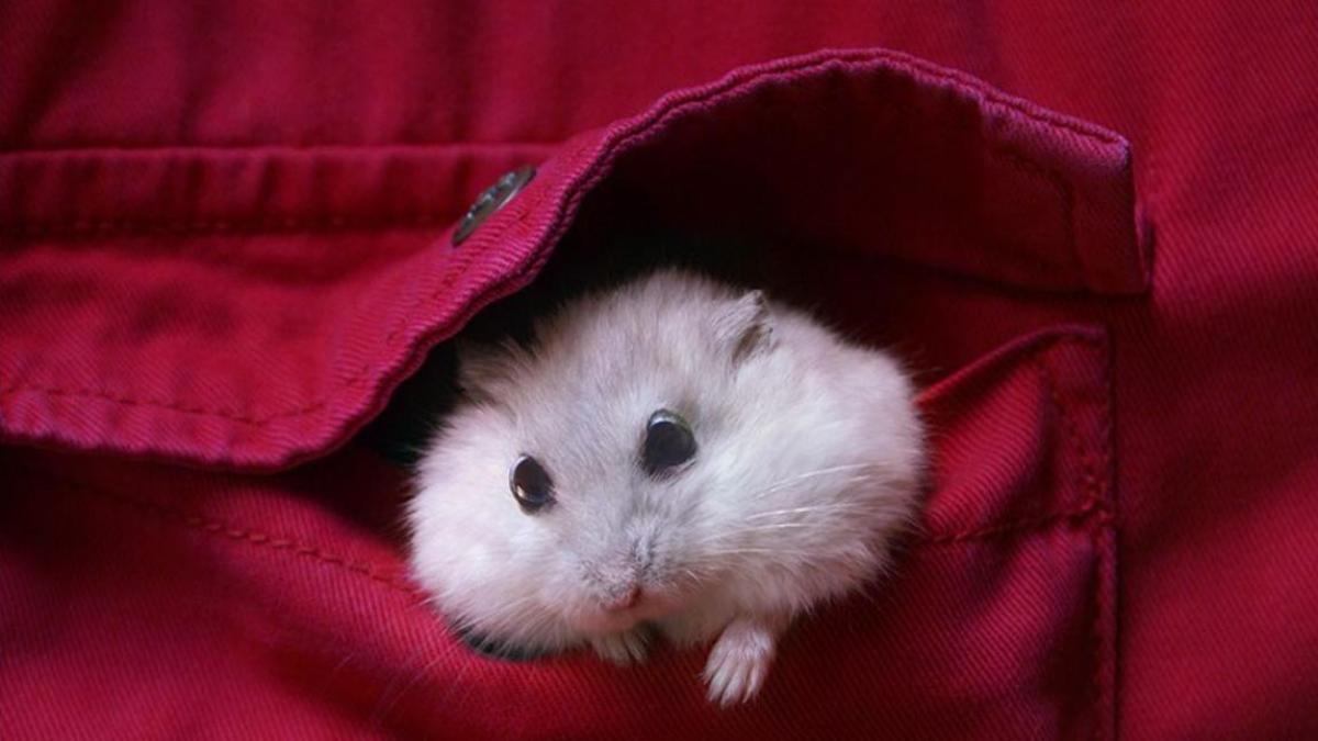 Hình nền chuột hamster cho máy tính cute