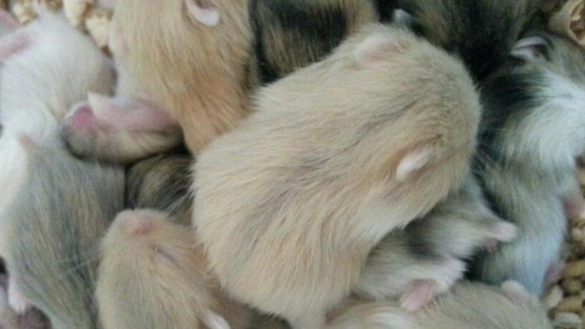 Hình nền chuột hamster cho máy tính cute
