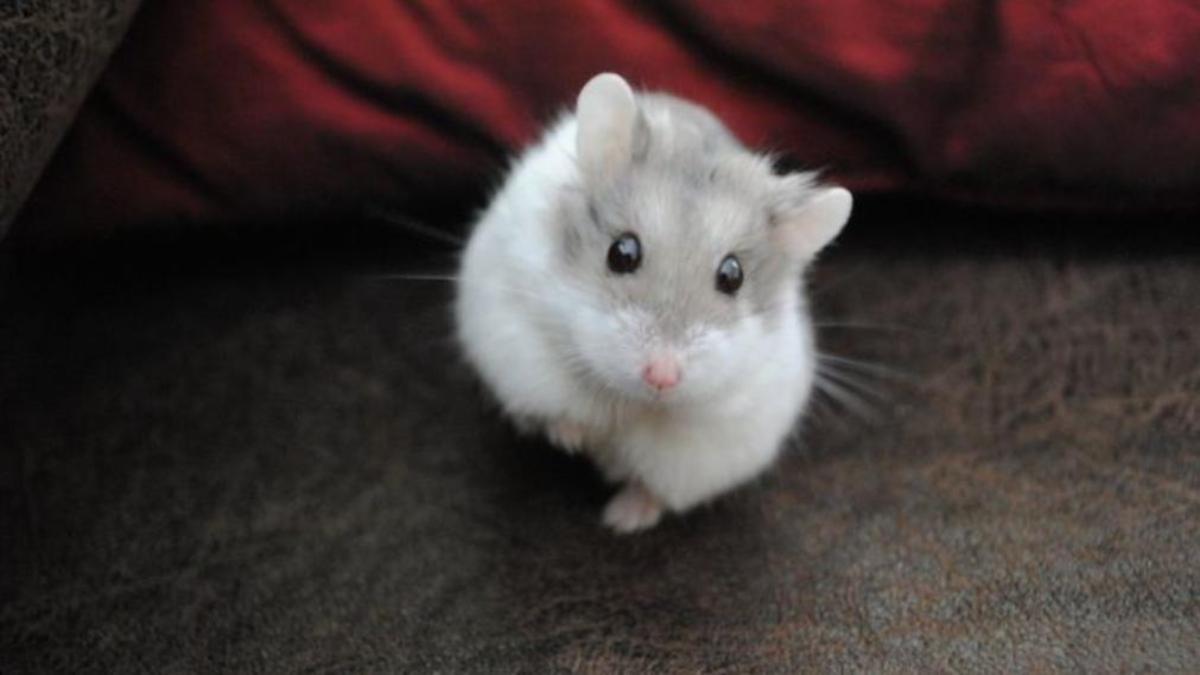 Hình nền chuột hamster cho máy tính cute